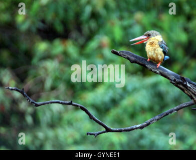 BINTAN, INDONÉSIE - 19 SEPTEMBRE : La cigogne-billed kingfisher (Pelargopsis capensis) vu à tree le 19 septembre 2016 dans l'île de Bintan, Indonésie. C'est une très grosse kingfisher, mesurant 35 à 38 cm (14 à 15 po) de longueur. L'adulte a un dos vert, bleu, ailes et queue gris et tête. Ses parties inférieures sont chamois et du cou. Le très grand bec et pattes sont rouge vif. Photo par Yuli Seperi/Alamy Banque D'Images