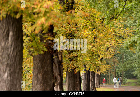 Dresde, Allemagne. 19 Sep, 2016. Les marcheurs rendez le long d'une avenue à Moritzburg près de Dresde, Allemagne, 19 septembre 2016. Photo : Sebastian Kahnert/dpa/Alamy Live News Banque D'Images