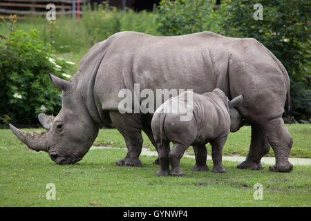 Rhinocéros blanc du sud (Ceratotherium simum simum). Rhino femelle allaitant son nouveau-né au zoo d'Augsbourg en Bavière, Allemagne Banque D'Images