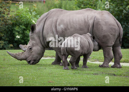 Rhinocéros blanc du sud (Ceratotherium simum simum). Rhino femelle allaitant son nouveau-né au zoo d'Augsbourg en Bavière, Allemagne Banque D'Images