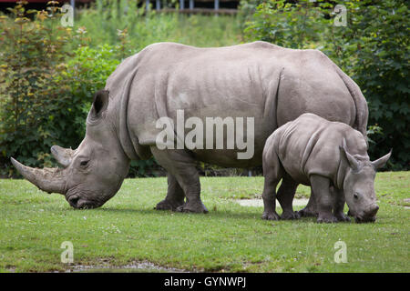 Rhinocéros blanc du sud (Ceratotherium simum simum). Rhino femelle avec son nouveau-né au zoo d'Augsbourg en Bavière, Allemagne. Banque D'Images