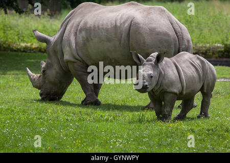 Rhinocéros blanc du sud (Ceratotherium simum simum). Rhino femelle avec son nouveau-né au zoo d'Augsbourg en Bavière, Allemagne. Banque D'Images