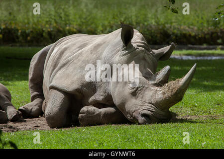 Rhinocéros blanc du sud (Ceratotherium simum simum) au Zoo d'Augsbourg en Bavière, Allemagne. Banque D'Images