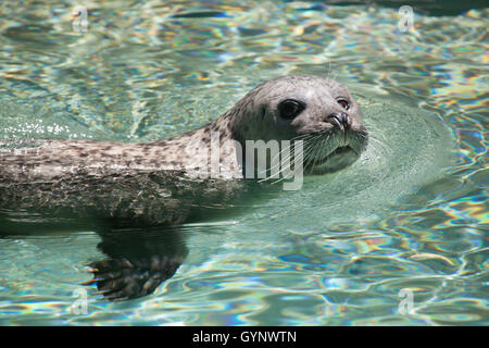 Phoque commun (Phoca vitulina), aussi connu sous le sceau commun au Zoo d'Augsbourg en Bavière, Allemagne. Banque D'Images