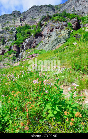 Fleurs sauvages et des paysages alpins de la Grinnell Glacier dans le Glacier National Park, Montana en été Banque D'Images