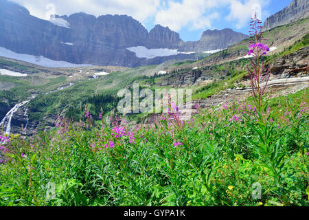 Fleurs sauvages et des paysages alpins de la Grinnell Glacier dans le Glacier National Park, Montana en été Banque D'Images