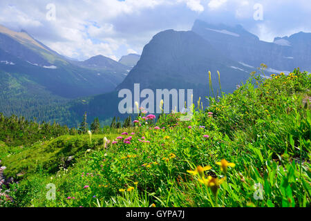 Fleurs sauvages et des paysages alpins de la Grinnell Glacier dans le Glacier National Park, Montana en été Banque D'Images