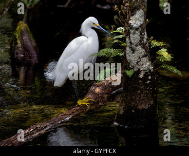 Une Aigrette neigeuse pris dans la lumière filtrant à travers la canopée de Florida's Big Cypress Swamp est élégamment sur une branche tombée. Banque D'Images