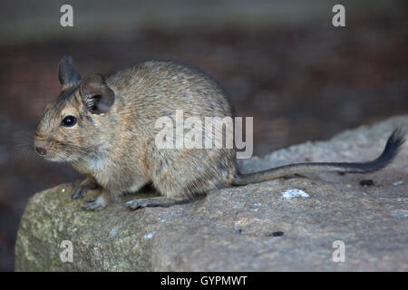 Dégus Octodon Degu (). Des animaux de la faune. Banque D'Images