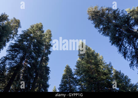 Low Angle Shot de Pine Tree Tops Banque D'Images