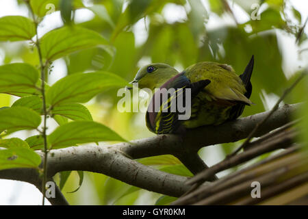 La Pompadour green pigeon est un pigeon complexe dans le genre Treron. Il est répandu dans les forêts du sud et du Sud-Est. Banque D'Images