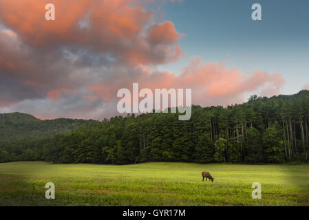 Au lever du soleil dans le pâturage Elk Valley Site Cataloochee Banque D'Images