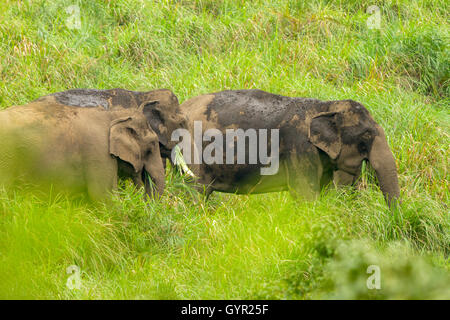 Les éléphants sauvages d'Asie marche sur l'herbe verte Banque D'Images