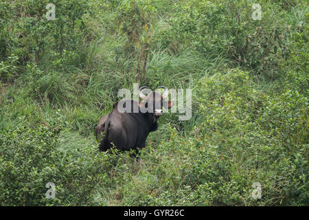 Le gaur ou bison indien en mouvement Banque D'Images