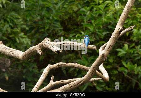 Un bel oiseau, Kingfisher Banque D'Images