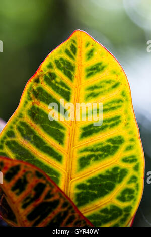 Gros plan d'une feuille avec tropical coloré d'un vert vif et jaune comme un arrière-plan Banque D'Images