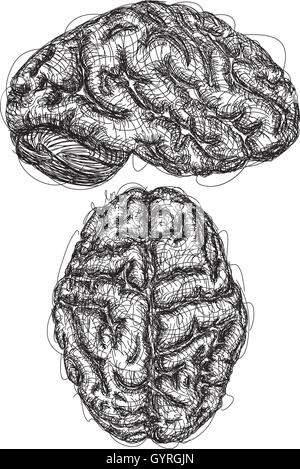 Cerveau Croquis un croquis du haut et vue latérale d'un cerveau Illustration de Vecteur