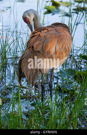 Grue de sandhill (Grus canadensis), préening adulte, printemps, E. Amérique du Nord, par Skip Moody/Dembinsky photo Assoc Banque D'Images