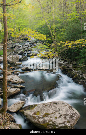 La broche du milieu de la petite rivière, printemps, Great Smoky Mountains National Park, California USA Banque D'Images