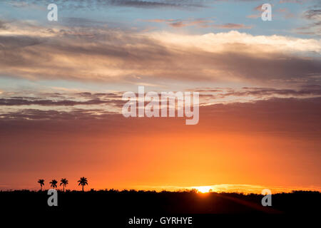 Coucher du soleil et Royal Palm (Roystonea oleracea) Arbres de paradis Key & Royal Palm Hammock, Parc National des Everglades en Floride USA Banque D'Images