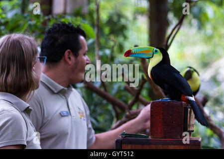 Alajuela, Costa Rica - 02 mai : Toucan dans un refuge privé et centre d'apprentissage ouvert au public. 02 mai 2016, Alajuela Banque D'Images