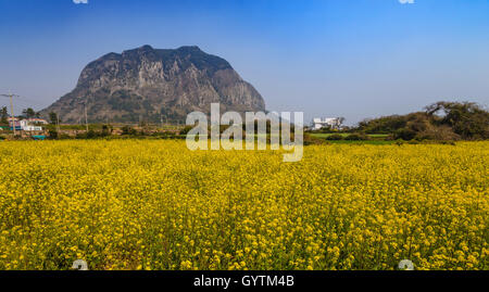 Champ de canola à Sanbangsan, Jeju, Corée du Sud Banque D'Images