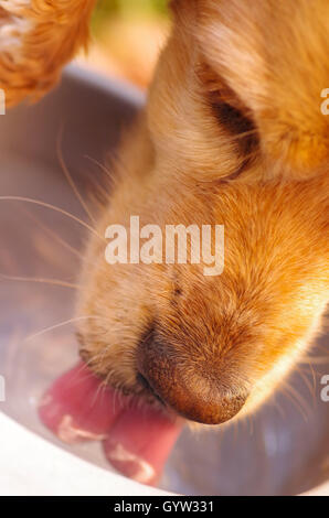 Libre très mignon chien cocker l'eau potable de bol en métal, de la nutrition animale concept Banque D'Images