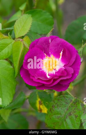Rose 'Rhapsody in Blue' Banque D'Images