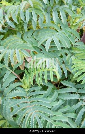 Melianthus major - le miel bush. Banque D'Images