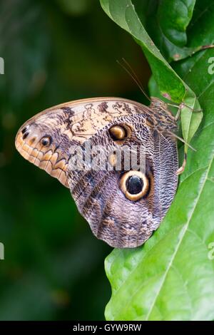 - Papillon hibou Caligo memnon. Banque D'Images