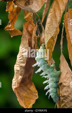 - Atlas Attacus Atlas moth, Caterpillar Banque D'Images