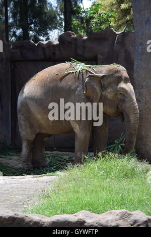 L'éléphant d'Afrique à la Aurora Zoo, Guatemala Banque D'Images