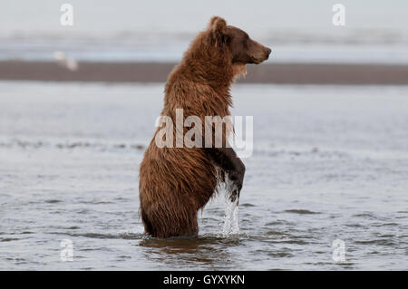 Ours brun debout à la salmon in Lake Clark National Park, AK Banque D'Images