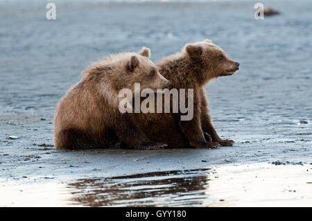 Petits ours brun (Ursus arctos) sur platin dans Lake Clark National Park, Alaska Banque D'Images