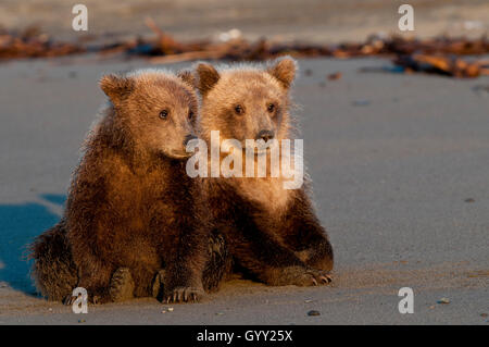 Petits ours brun (Ursus arctos) reposant sur le plage de Lake Clark National Park, Alaska Banque D'Images