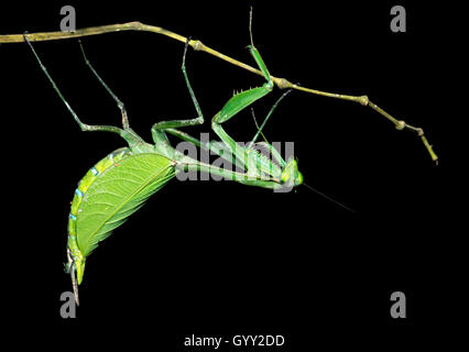 Neotropical Praying Mantis (femelle), mantes religieuses â€" de la famille), Amazon rainforest, Canande River Reserve, Choco, forêt Équateur Banque D'Images