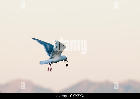 Goéland à ailes grises (Larus glaucescens)l'abandon d'une clam sur rochers à casser ouverte dans la région de Lake Clark National Park AK Banque D'Images