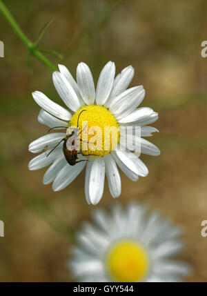 Les coléoptères longicorne (Corymbia rubra) l'accouplement sur fleur marguerite Banque D'Images