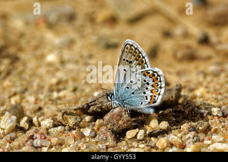 Les Idas bleu ou bleu du Nord (Plebejus idas) Banque D'Images