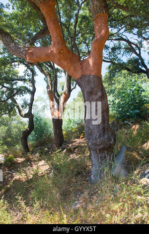 Chêne-liège (Quercus suber), District de Faro, Portugal Banque D'Images