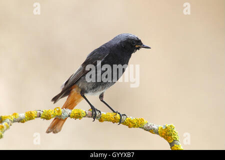 Rougequeue noir (Phoenicurus ochruros), homme debout sur une branche, Illmitz, Parc national du lac de Neusiedl, Burgenland, Autriche Banque D'Images