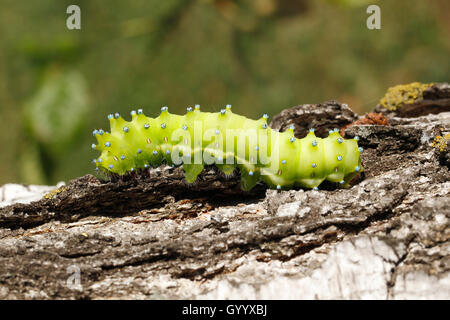 Grand Emperor Moth (Saturnia pyri), Caterpillar, Parc national du lac de Neusiedl, Burgenland, Autriche Banque D'Images