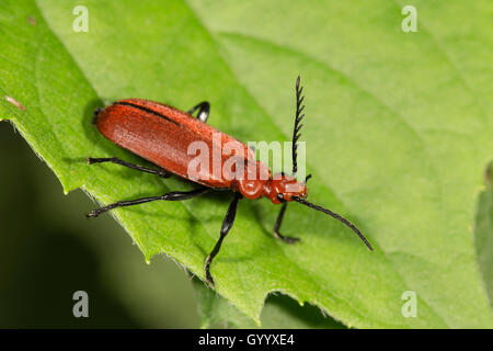 Firebug à tête rouge (Pyrochroa serraticornis) sur feuille, Bade-Wurtemberg, Allemagne Banque D'Images