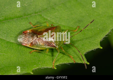Bouclier d'aubépine (Acanthosoma haemorrhoidale Bug) sur feuille, Bade-Wurtemberg, Allemagne Banque D'Images