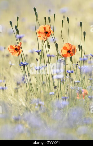 Des fleurs dans un champ de coquelicots, commune (Papaver rhoeas) et de bleuet (Centaurea cyanus), Saxe, Allemagne Banque D'Images