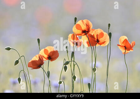 Des fleurs dans un champ de coquelicots, commune (Papaver rhoeas) et de bleuet (Centaurea cyanus), rétroéclairage, Saxe, Allemagne Banque D'Images