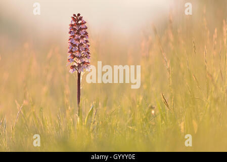 Lady Orchid (Orchis purpurea) dans la prairie dans la lumière du matin, Thuringe, Allemagne Banque D'Images