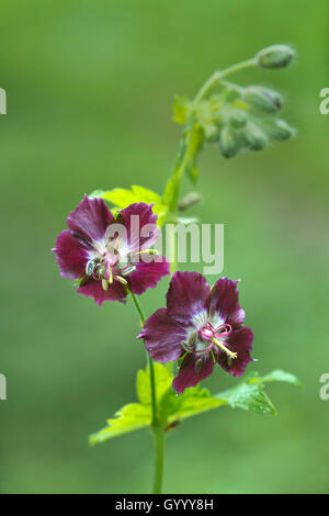 Crane's-bill sombre (Geranium phaeum), Styrie, Autriche Banque D'Images