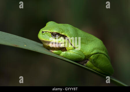 European tree frog (Hyla arborea) assis sur feuille, Burgenland, Autriche Banque D'Images