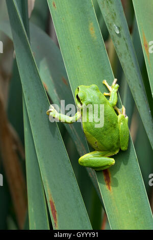 European tree frog (Hyla arborea) assis sur feuille, Burgenland, Autriche Banque D'Images